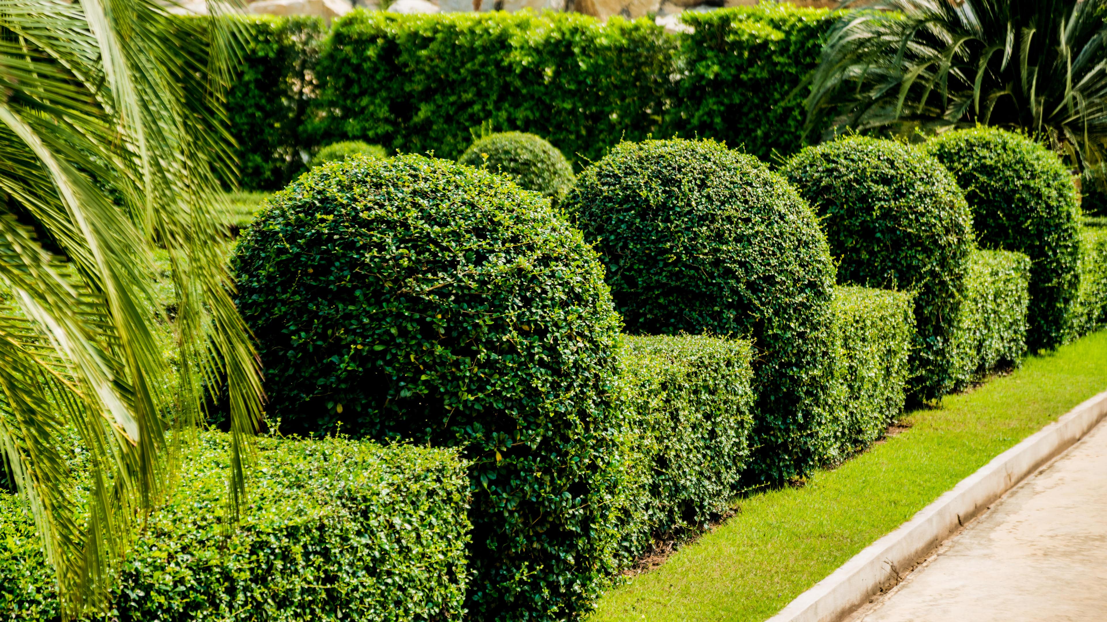 Sculpted Hedges Illustrating our Tree Trimming Service