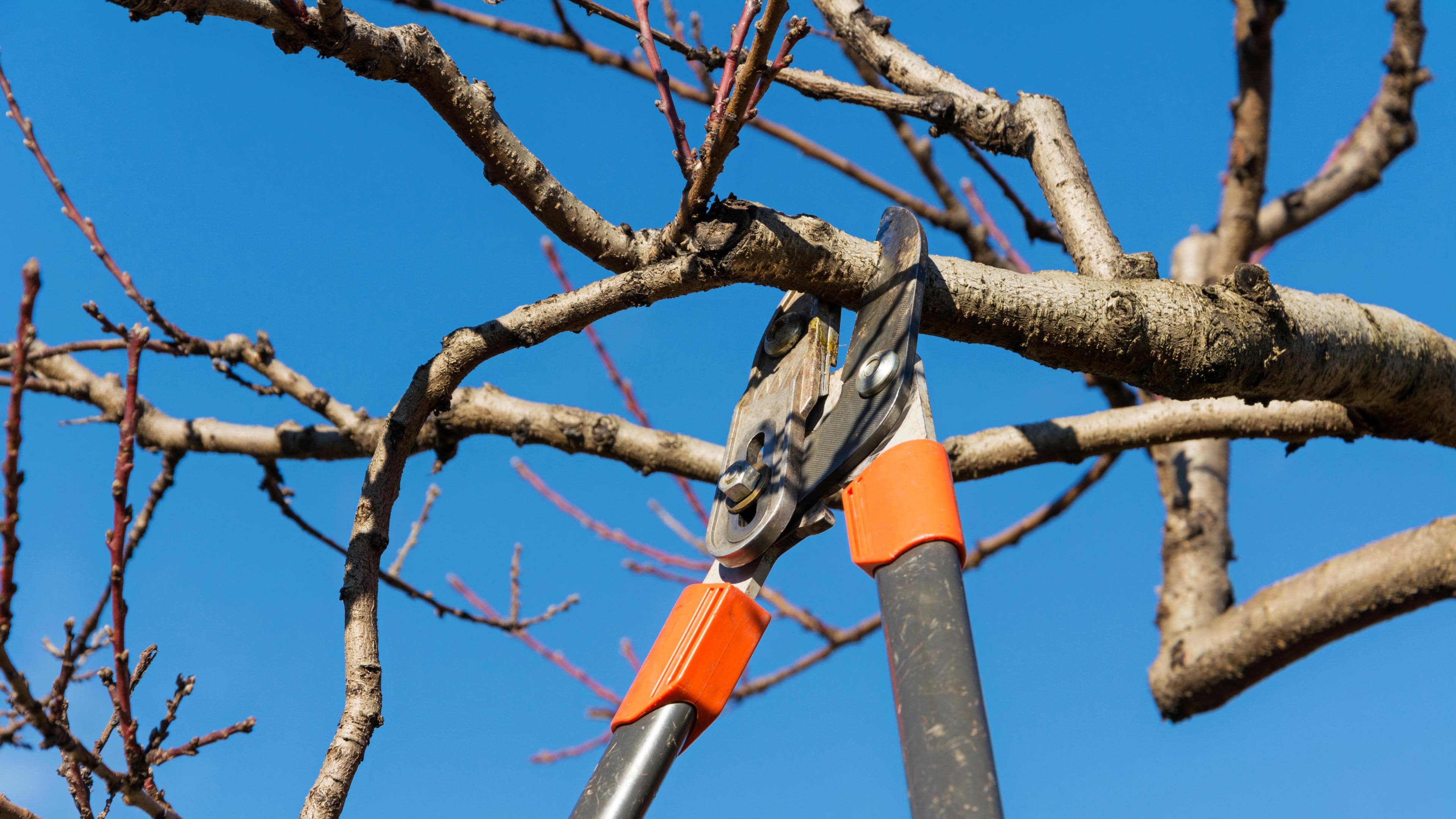 Tree-Pruning